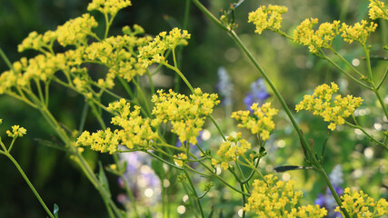 秋の七草オミナエシの黄色い花が日を浴びてキラキラ輝く