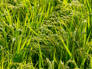 実りを付けた稲穂のクローズアップ