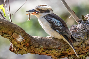 Laughing Kookaburra feeding on caterpillar