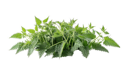 Fototapeta premium nettles on a transparent background