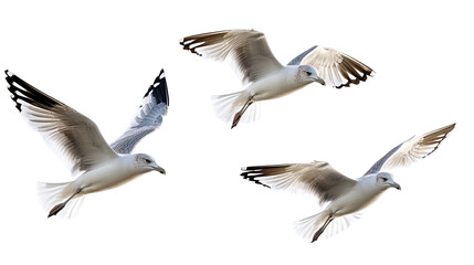 Obraz premium seagull on a transparent background