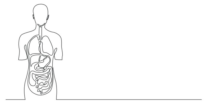 recommend clip art: continuous line of human internal organs.one line drawing of medical anatomy,human body with lungs,liver,stomach,heart,intestine.single line vector illustration.minimalist line.eps 10