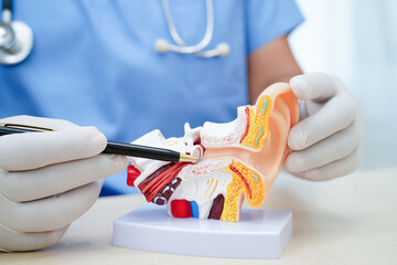 Asian doctor holding human ear model to learn and treat hearing loss in patient.