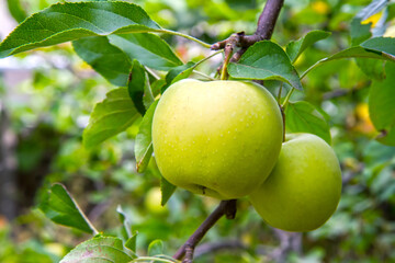 A large yellow apple on a branch in the garden. A ripe apple in the garden close-up.