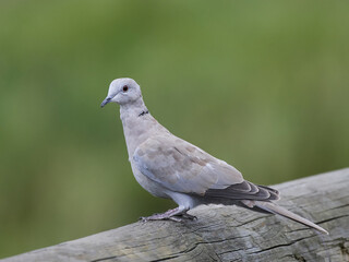 Eurasian collared dove (Streptopelia decaocto)