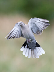 Eurasian collared dove (Streptopelia decaocto)