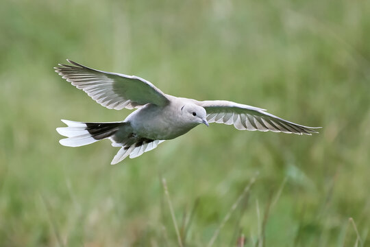 Eurasian collared dove (Streptopelia decaocto)