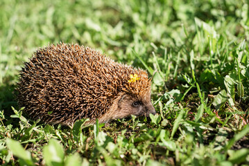 A Hedgehog Exploring a Lush Green Meadow Under Bright Daylight With a Flower on Its Back