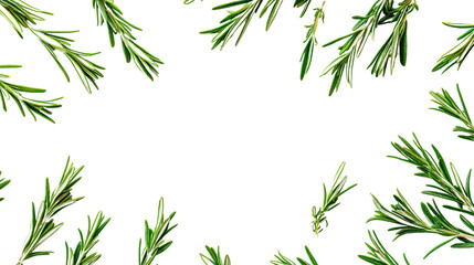 Fototapeta premium sprig of rosemary on a transparent background