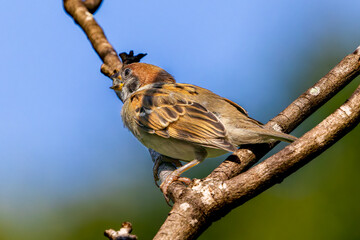 枝にとまるスズメ