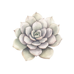 succulent watercolor 