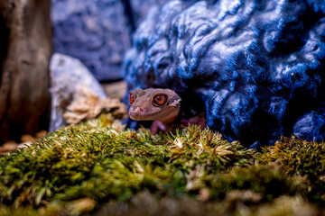 ハイナントカゲモドキのアップ