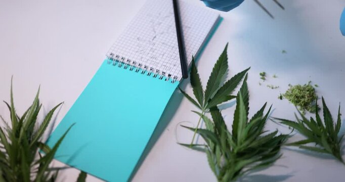 Conducting an indepth analysis of cannabis samples using precise and advanced tools within a laboratory setting
