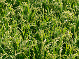 防鳥糸が張られた田んぼの風景