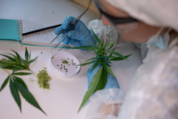 A dedicated researcher meticulously examines cannabis plants, placing a strong emphasis on quality control and analysis