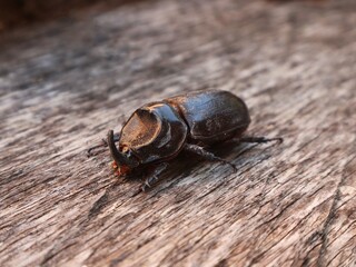 A horn beetle or Oryctes rhinoceros is on the surface of the wood