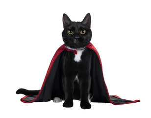 Black cat dress up as vampire costume wearing black cape in halloween concept. Background cutout in png.