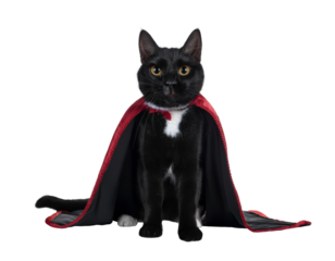 Black cat dress up as vampire costume wearing black cape in halloween concept. Background cutout in png.
