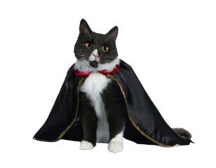 Black cat dress up as vampire costume wearing black cape in halloween concept. Background cutout in png.