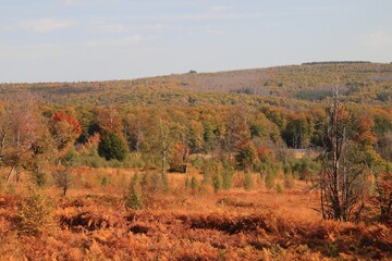 in the forest