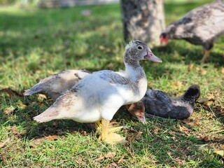 MUSCOVY DUCKLING