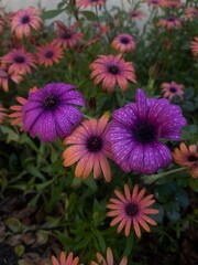 Obraz premium Beautiful Lanscapes