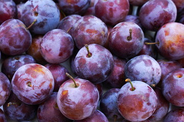 round blue plums as background. harvest of plums on the table.
