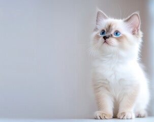 Fototapeta premium A realistic 2-month-old Ragdoll kitten with vivid blue eyes, standing on a clean surface