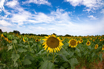 長崎鼻のヒマワリ