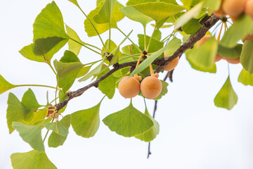 In early fall, the ginkgo trees are full of orange ginkgo fruits. Ginkgo biloba 