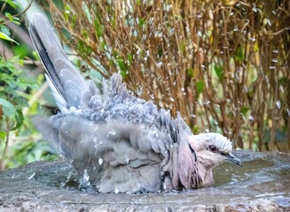 A red-eyed dove takes a refreshing splash in a garden in South Africa