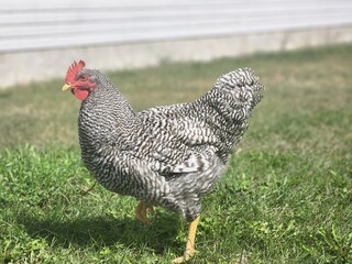 Plymoth Barred Rock Rooster