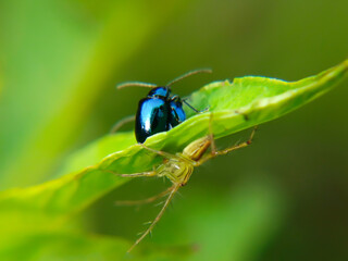 Altica flea beetles mating are spotted by the spider Oxyopes salticus
