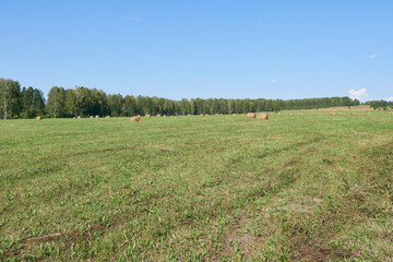 Fototapeta premium Field in sunny weather. Harvesting hay.