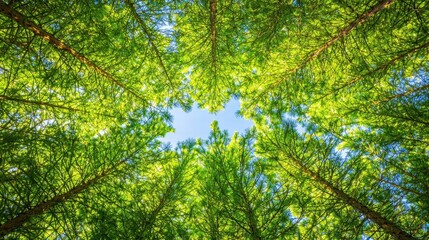 Obraz premium Green Canopy Forest Trees Looking Up Summer Blue Sky Nature Background