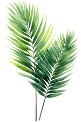 lush watercolor areca tahiti palm leaf, a perfect tropical greenery for nature-inspired designs, cards, and home decor