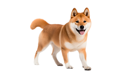 portrait of walking dog, akita inu standing isolated