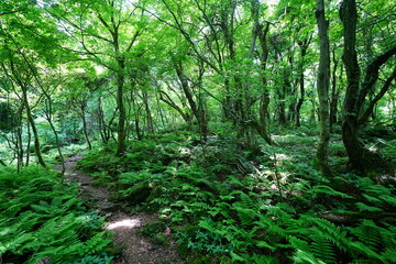 mossy old trees and vines in spring forest
