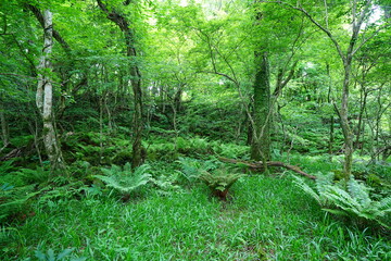 primeval forest with fresh ferns and mossy old trees