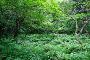 Obraz premium primeval forest with fresh ferns and mossy old trees