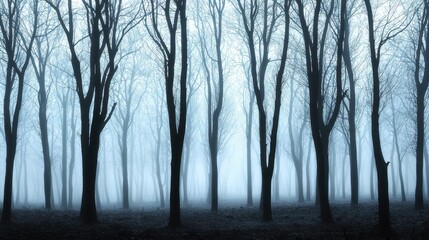 Mysterious Foggy Forest Landscape