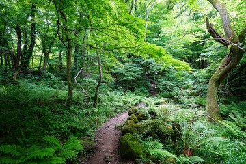 mossy rocks and mossy old trees in deep forest