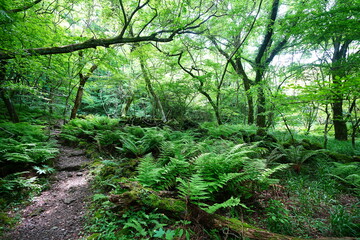 refreshing spring forest with fine path in the sunlight