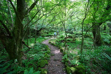 mossy old trees and vines in spring forest
