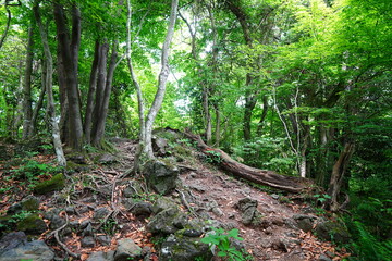 Fototapeta premium mossy rocks and mossy old trees in deep forest