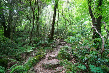 Fototapeta premium mossy rocks and mossy old trees in deep forest