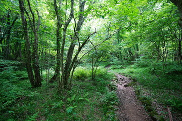 refreshing spring forest with fine path in the sunlight