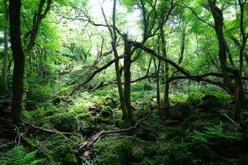 primeval forest with fresh ferns and mossy old trees