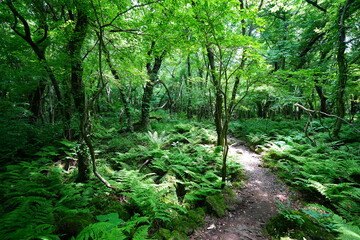Obraz premium fine spring path in the gleaming sunlight