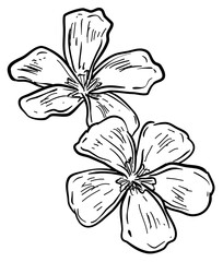 Jasmine flower handdrawn illustration